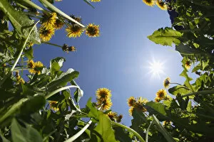 Images Dated 5th May 2011: Low angle view of Dandelion plants, Bregenzerwald, Vorarlberg, Austria, Europe