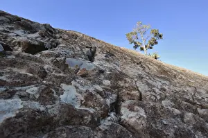 Basalt Prints: Low angle view of Eucalyptus Tree with textured rock in foreground