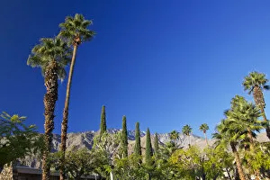 Images Dated 25th November 2011: Low angle view of fan palm trees (Washingtonia Filifera), Palm Springs, California, USA