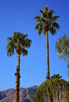 Images Dated 24th November 2011: Low angle view of fan palm trees (Washingtonia Filifera), Palm Springs, California, USA