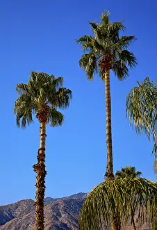 Low angle view of fan palm trees (Washingtonia Filifera), Palm Springs, California, USA