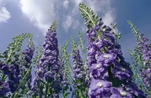 Images Dated 3rd July 2006: Low Angle View of Purple Delphiniums Against a Blue Sky