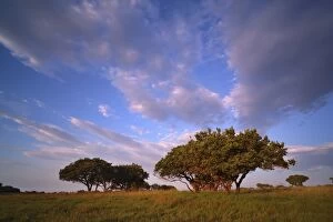 Images Dated 6th April 2010: Low angle view of thorn trees in a grass field, iSimangaliso Wetland Park, Kwazulu-Natal