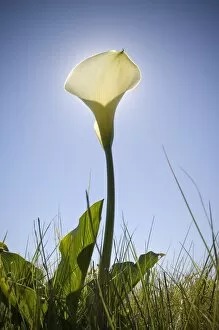 A Low Angle of White Arum Lilly with the Sun Directly Behind