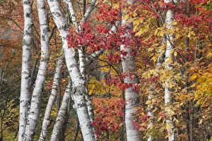 The low contrast light of an overcast day bring out the vivid autumn colors of maple and birch trees, Baxter State Park, Maine, USA
