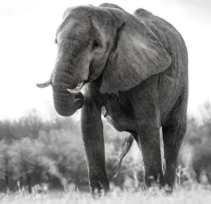 Vicki Jauron Wildlife Photography Prints: Low Perspective View of Grandeur of the African Elephant at Matusadona