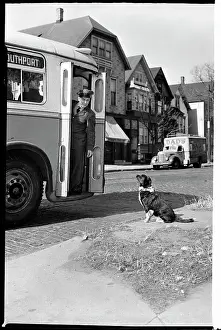 Loyal Fuski the Dog Waits for the Bus