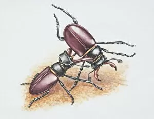 Coleoptera Gallery: Lucanus cervus, two male Stag Beetles fighting