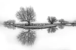 Branches Collection: Lucreatia my reflection