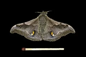 Images Dated 26th February 2014: Ludia moth species -Ludia delegorguei-, Oromia Region, Ethiopia
