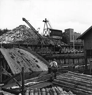 Three Lions Collection: Lumber Piles