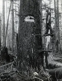 Laboring Prints: Lumberjack Chopping Down Tree
