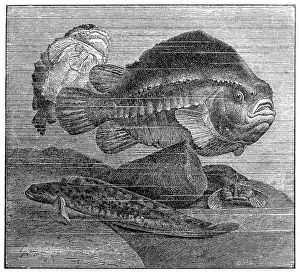 Sketch Prints: Lumpsucker or lumpfish (Cyclopterus lumpus) and viviparous eelpout (Zoarces viviparus)