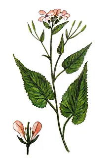 Lunaria rediviva, known as perennial honesty