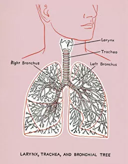 Biology Gallery: Lung Diagram