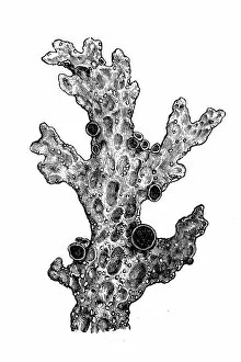 Images Dated 17th April 2016: Lung lichen (Sticta pulmonacea)