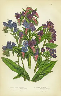 Lungwort, Burgloss, Purple Viper's Bugloss, Pulmonaria, Victorian Botanical Illustration
