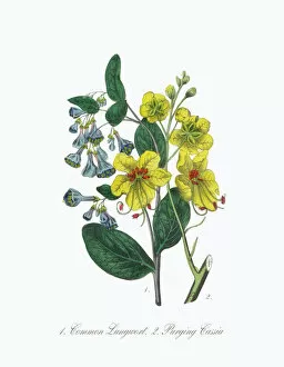 Images Dated 7th July 2016: Lungwort and Cassia Victorian Botanical Illustration