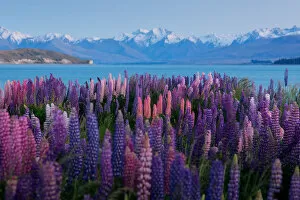 Images Dated 3rd December 2012: Lupin field in summer season (New Zealand)