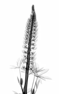 Xray Collection: Lupin (Lupinus sp.), X-ray