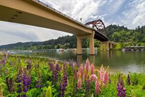 Images Dated 16th May 2010: Lupine Bloomingby Sauvie Island Bridge