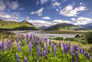 Legume Family Gallery: Lupines -Lupinus- on the Waimakariri River, Craigieburn Range, Canterbury, South Island