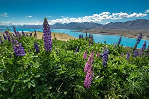 Images Dated 2nd December 2015: Lupines at Mount John observatory, New Zealand