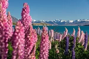 Images Dated 3rd December 2012: Lupins bloom at Lake Tekapo