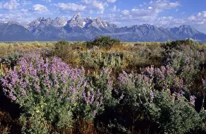 Lupins in front of the Grand Teton Mountains, United States