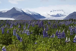 Images Dated 6th June 2011: Lupins growing in front of the Vatnajoekull or Vatna Gladier, Hoefn, eastern Iceland, Iceland