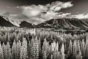 Images Dated 12th December 2011: Lupins -Lupinus- at Arthurs Pass, black and white with a sepia tint, South Island, New Zealand