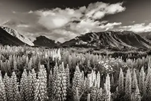 Toned Image Prints: Lupins -Lupinus- at Arthurs Pass