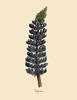 The Book of Practical Botany Collection: Lupinus or Lupine Plant, Victorian Botanical Illustratio