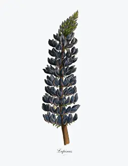 Lupine Prints: Lupinus or Lupine Plant, Victorian Botanical Illustration