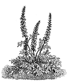Lush acanthus mollis bears breeches