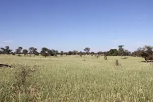 Lush Prints: A lush carpet of green grasses covers the dunes in the Mabuasehube section of