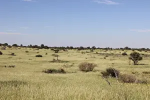 Lush Prints: A lush carpet of green grasses covers the dunes in the Mabuasehube section of
