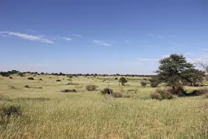 A lush carpet of green grasses covers the dunes in the Mabuasehube section of