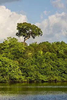 Images Dated 27th August 2015: Lush foliage on riverbank of Amazon River near Manaus, Brazil
