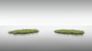 Ronny Behnert Collection: Lush green seagrass islands on the mudflats of the island of Sylt, Germany