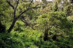 Lush montane rainforest, Kilimanjaro National Park