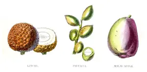 Avocado Prints: Lychee Pistachio fruit engraving 1857
