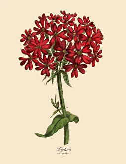 Images Dated 29th March 2016: Lychnis or Catchfly Plant, Victorian Botanical Illustration