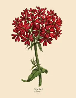 66697 Prints: Lychnis or Catchfly Plant, Victorian Botanical Illustration