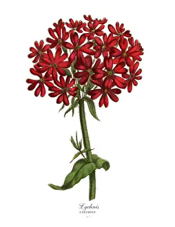 Lychnis or Catchfly Plant, Victorian Botanical Illustration