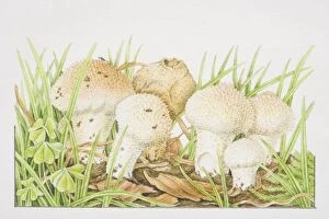 Images Dated 1st August 2006: Lycoperdon perlatum, Common Puffball mushrooms fruiting among grasses