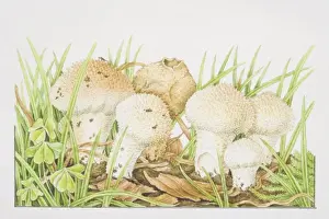 Mushrooms Prints: Lycoperdon perlatum, Common Puffball mushrooms fruiting among grasses