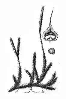 Horned Prints: Lycopodium
