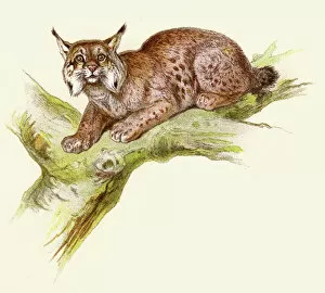Animals Hunting Gallery: Lynx illustration 1896