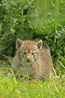 Lynx -Lynx-, cub walking through the grass, wildlife park Haltern, Germany